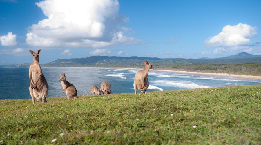 Les trois grands et au-delà : Les incontournables de l'Australie et de la Nouvelle-Zélande